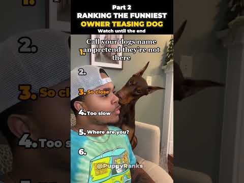 Ranking The Funniest Owner Teasing Dog - (Part 2)