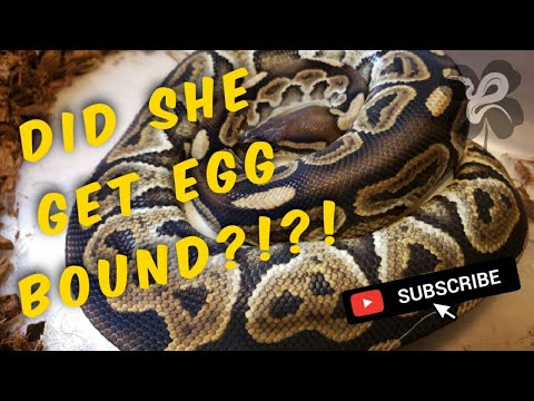 DID SHE GET EGG BOUND FROM ROLLING???? Another Ball Python clutch in the lab!