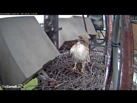 Red-tailed Hawk Visitor at the Fernow Nest – Mar. 26, 2017
