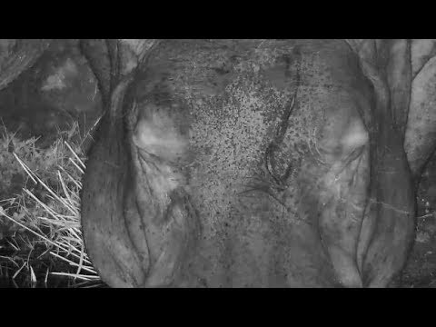 Djuma: Hippo - 20:11 - 06/26/19