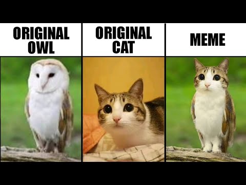 Meowl Original Cat vs Meme