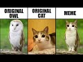 Meowl Original Cat Vs Original Owl Vs Meme