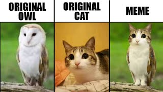 Meowl Original Cat vs Original Owl vs Meme