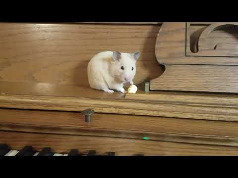 Hamster on a Piano