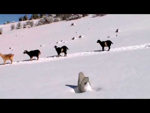 أغنية أمازيغية جميلة جدااا يعشقها الجميع 2021