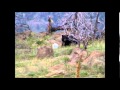 The Bear Went Over The Mountain
