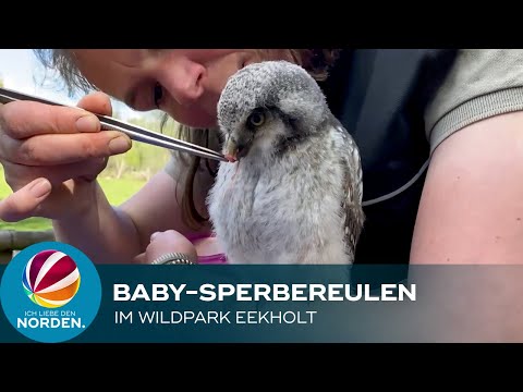 Niedliche Sperbereulen-Babys werden im Wildpark Eekholt von Hand aufgezogen