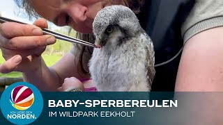 Niedliche Sperbereulen-Babys werden im Wildpark Eekholt von Hand aufge