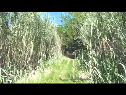 download lagu mp3 mp4 Grupalli, download lagu Grupalli gratis, unduh video klip Grupalli