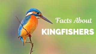 Facts About Kingfishers