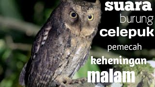Download lagu suara burung hantu celepuk (wukk) bikin rindu jaman dulu. mp3 Download lagu suara burung hantu celepuk (wukk) bikin rindu jaman dulu. mp3