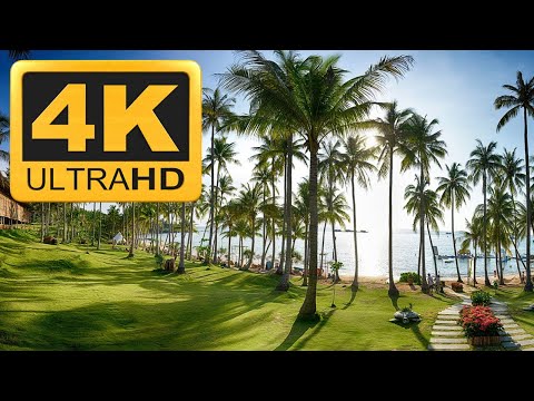 Coconut Tree Relaxing 4K Meditation Music Video