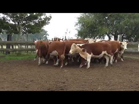 Lote 37 Novillos 1 a 2 años HEREFORD 290kg - , Cerro Largo