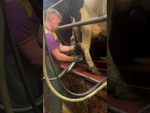 DeLaval Milking Parlour 24 unit - Image 2