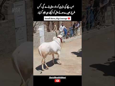 This Brave Kid Controlled an Angry Bull 😳 | اس بچے کی دلیری نے سب کو حیران کر دیا 💪