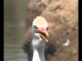 Cattle Egret Panting In Closeup Pete S Pond December 8 2009
