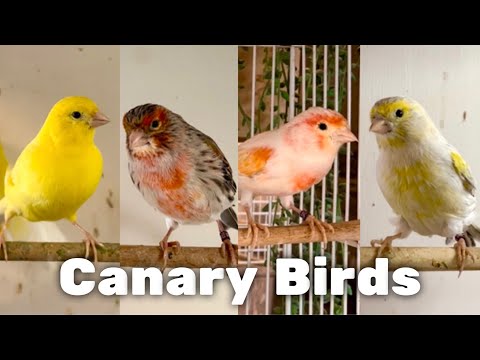 4 Stunning Canary Colors You Need To See! | Canary Mutations & Breeding