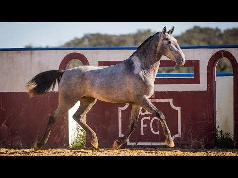 Horse for Sale |  Young Lusitano stallion sired by Rubi AR (REF#593)
