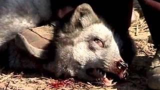 Conflict- meat means murder