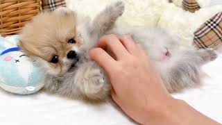 ポメラニアンの動画01