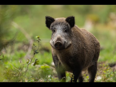 Wild Italy - Il Cinghiale [Documentario]