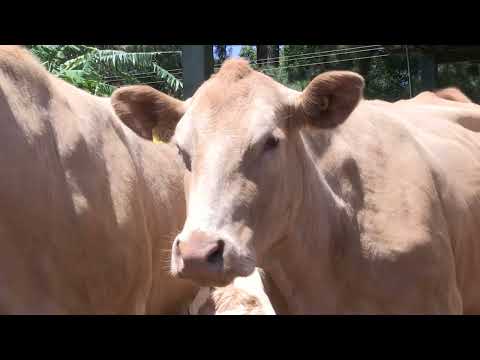 Programa do IDR/PR incentiva a criação da raça Purunã