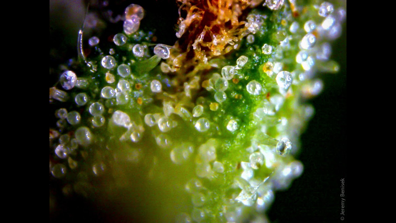 Video: Trichomes with CyberAxe 092919 v001 ByJeremyBenisek theLazyNinjas