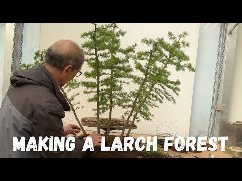 Making A Larch Forest