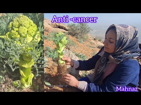 Mahnaz is picking up the most expensive plant in the world