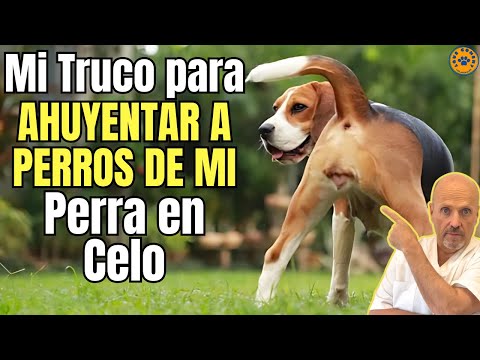 💝 HOW TO SCARES AWAY DOGS FROM A DOG IN HEAT WITH THIS SUPER TRICK 💝