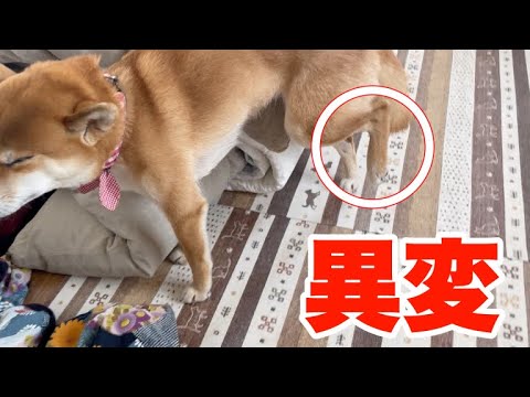 youtube-動物記事1970/01/01 09:00:00