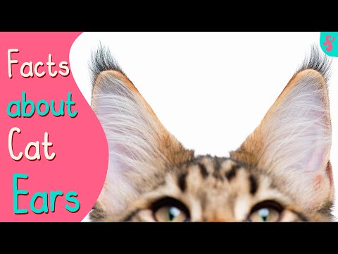 Cat's Ears and Body Language | Furry Feline Facts