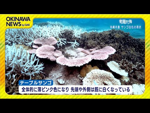 古い海図でサンゴの消失が明らかに