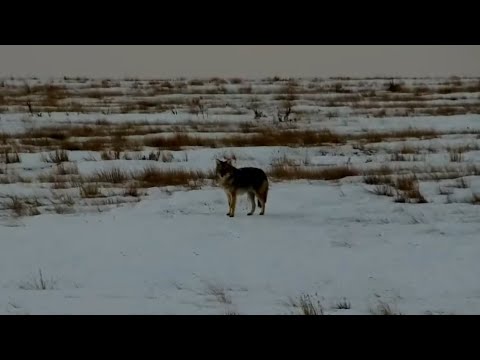 A lone coyote on the plain at Bison Calving Plains - Grasslands National Park - explore.org