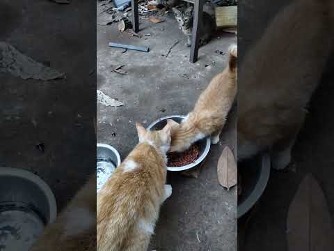 My Cats’ Favorite Cat Food! | Friskies Surf & Turf Favorites Review 😻🐟