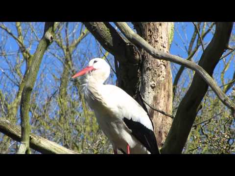 Stork bill-clapping
