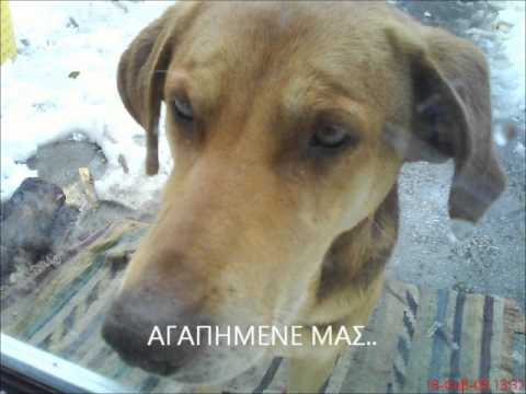 download lagu mp3 mp4 SKOYLAS MYROS T AOREITIKA, download mp3 SKOYLAS MYROS T AOREITIKA free download mp3, download mp3 SKOYLAS MYROS T AOREITIKA