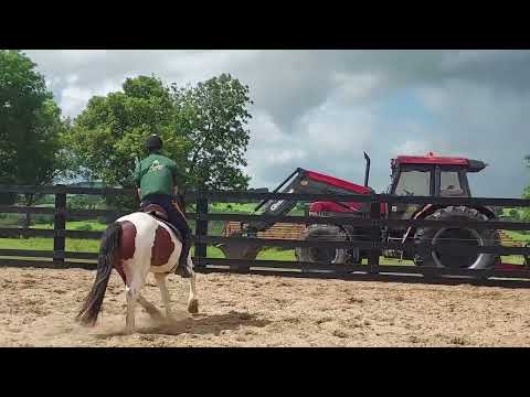 14'2 Riding Cob - Image 2