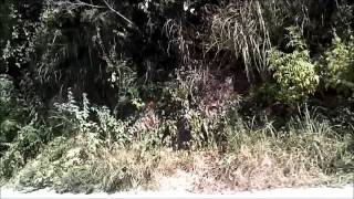 Jamaica Sunday Morning