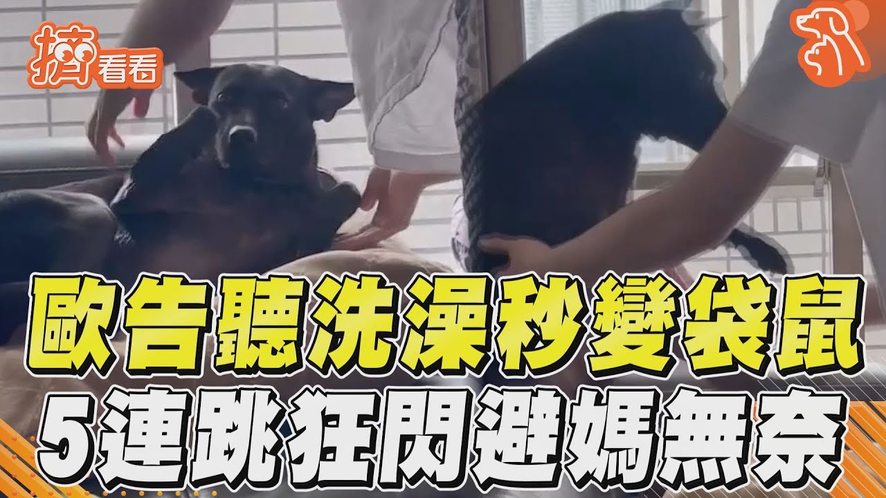 影音／歐告聽洗澡秒變袋鼠　5連跳狂閃避媽無奈