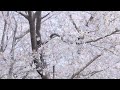 2024 석촌호수 벚꽃 축제 Copyright 2024 MOKMOK All Rights Reserved