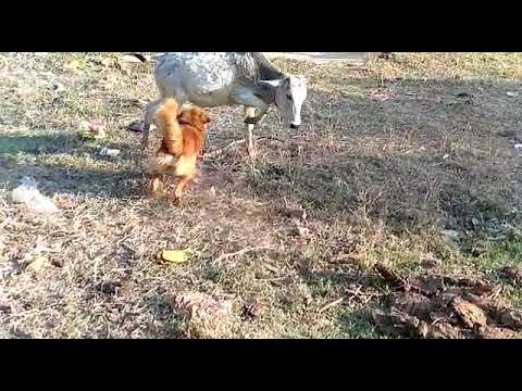 Dog attacked the cow, Dog attack