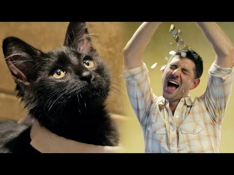 Adopting A Black Cat Brings Good Luck