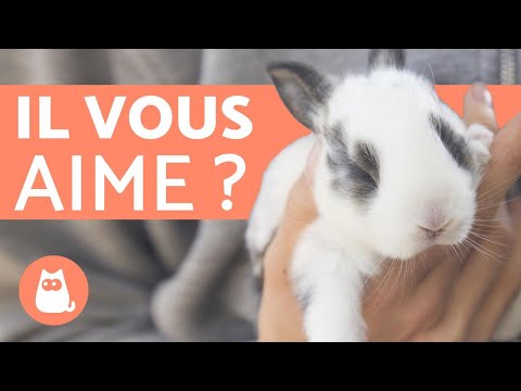 download lagu mp3 mp4 Ce Que Les Lapins N Aiment Pas, download lagu Ce Que Les Lapins N Aiment Pas gratis, unduh video klip Ce Que Les Lapins N Aiment Pas