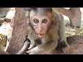 Wow Amazing Baby Monkey Milo Pretty
