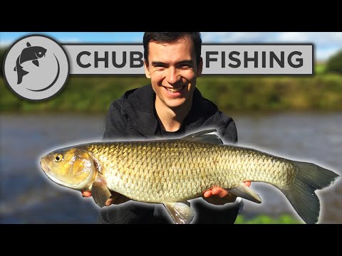 Feeder Fishing For Chub On A Big River