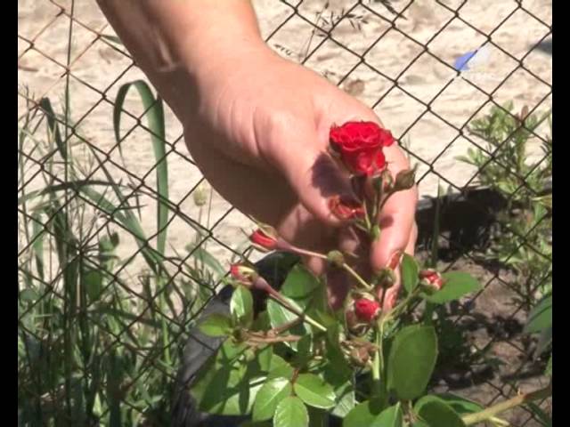 Как вырастить на участке кустовые розы