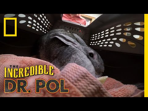 , title : 'A Giant Rabbit Has An Ear Issue | The Incredible Dr. Pol