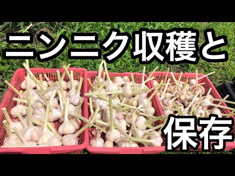 ニンニクの保存: 最良の保存のヒント 植物