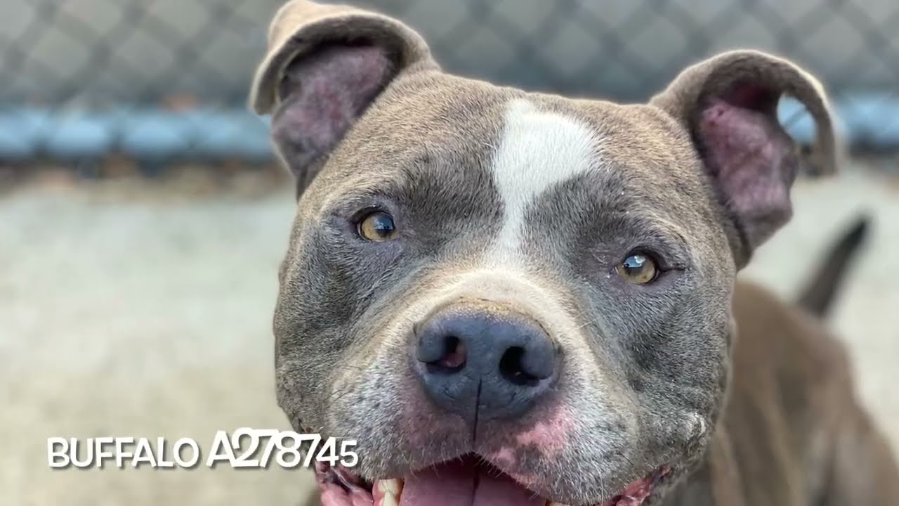 Buffalo, a ADOPTABLE Pit Bull Terrier in Chicago, IL video 5/5